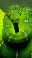 descargar wallpaper de animales